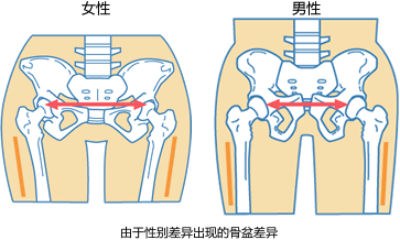 男女骨骼图_男女肌肉图片_男女盆骨骼图