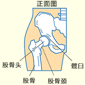 正面图