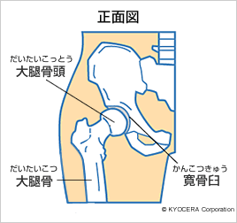 股関節の構造 正面図