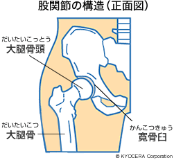 股関節の構造（正面図）