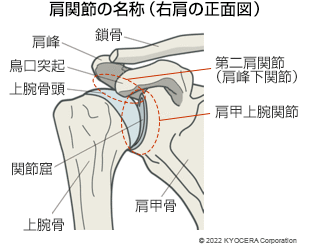 肩関節の名称（右肩の正面図）