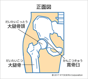 股関節 正面図
