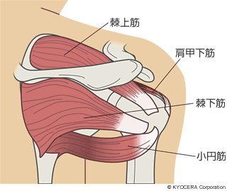 腱板の位置がわかる肩の解剖イラスト