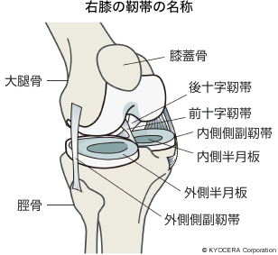 右膝の靭帯の名称