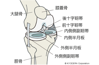 膝の靭帯の名称