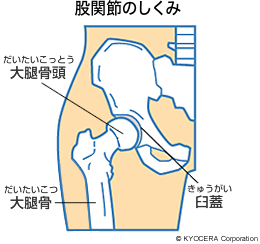 股関節のしくみ