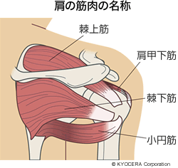 肩の筋肉の名称