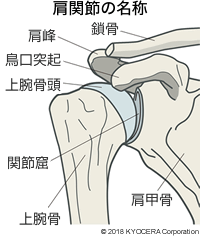 肩関節の名称