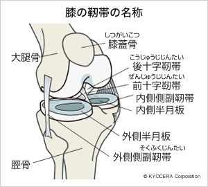 膝の靭帯の名称