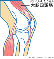 大腿四頭筋