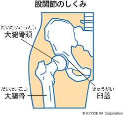 股関節のしくみ