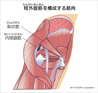 短外旋筋 を構成する筋肉