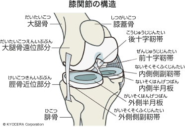 膝関節の構造