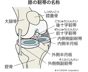 膝の靭帯の名称