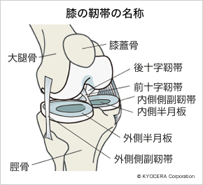 膝の靭帯の名称