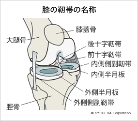 膝の靭帯の名称