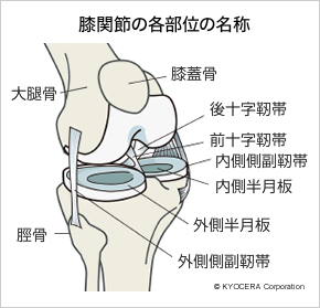 膝関節の各部位の名称