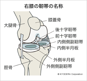 右膝の靭帯の名称