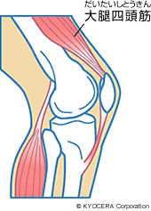 大腿四頭筋