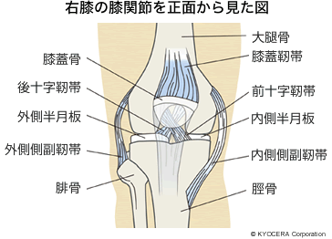 右膝の膝関節を正面から見た図