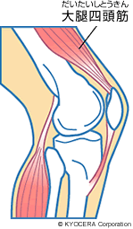 大腿四頭筋