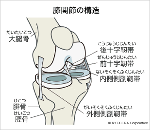 膝関節の構造