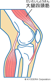 大腿四頭筋