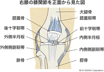 右膝の膝関節を正面から見た図