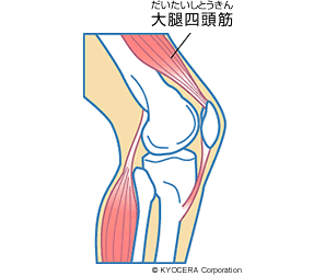 膝 の 内側 曲げる と 痛い