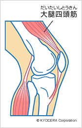 大腿四頭筋