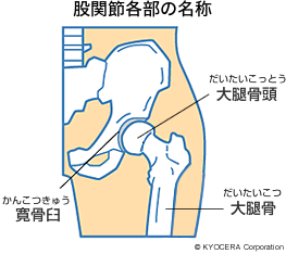 股関節各部の名称