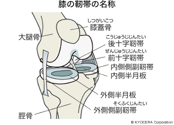 膝の靭帯の名称