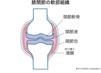 膝関節の軟部組織