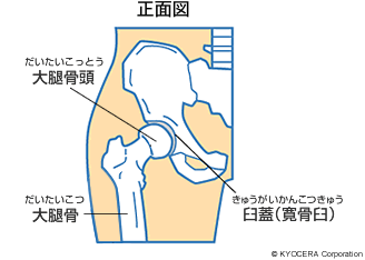 正面図