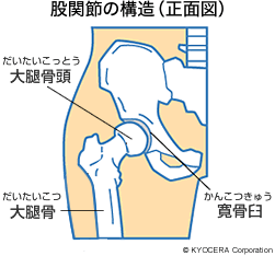 股関節の構造（正面図）