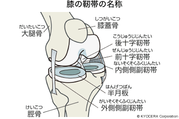 膝の靭帯の名称