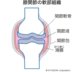 膝関節の軟部組織