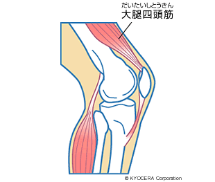 大腿四頭筋