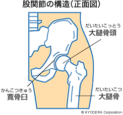 股関節の構造（正面図）