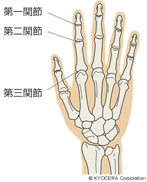 手の関節