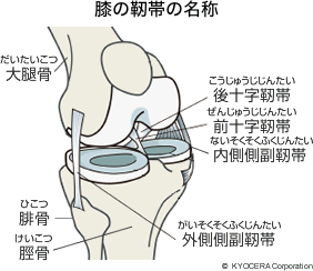 膝の靭帯の名称