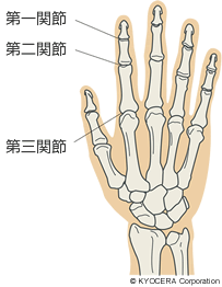 手の関節