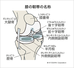 膝の靭帯の名称