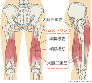 ハムストリング