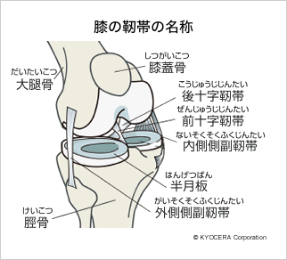 膝の靭帯の名称
