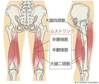 大腿四頭筋（だいたいしとうきん）とハムストリング