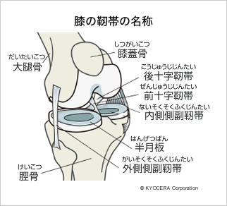 膝の靭帯の名称