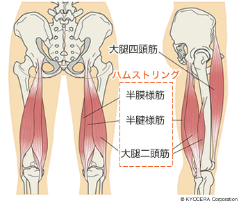 大腿四頭筋とハムストリングのイメージ