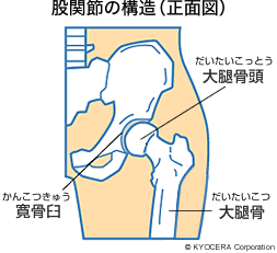 股関節の構造（正面図）