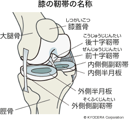 膝の靭帯の名称